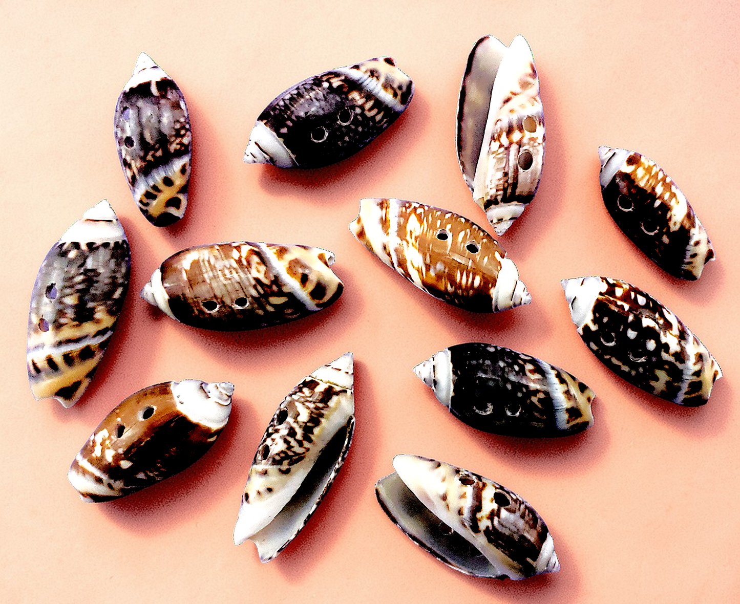 #2037 Olive Seashell Buttons 1"- 1 3/4"