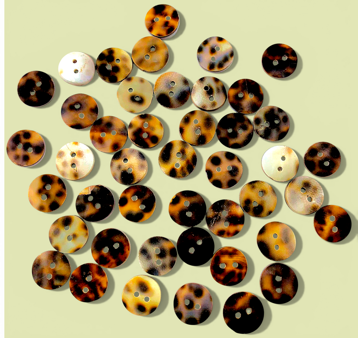 #2045 Tiger Cowrie Shell Buttons 13mm