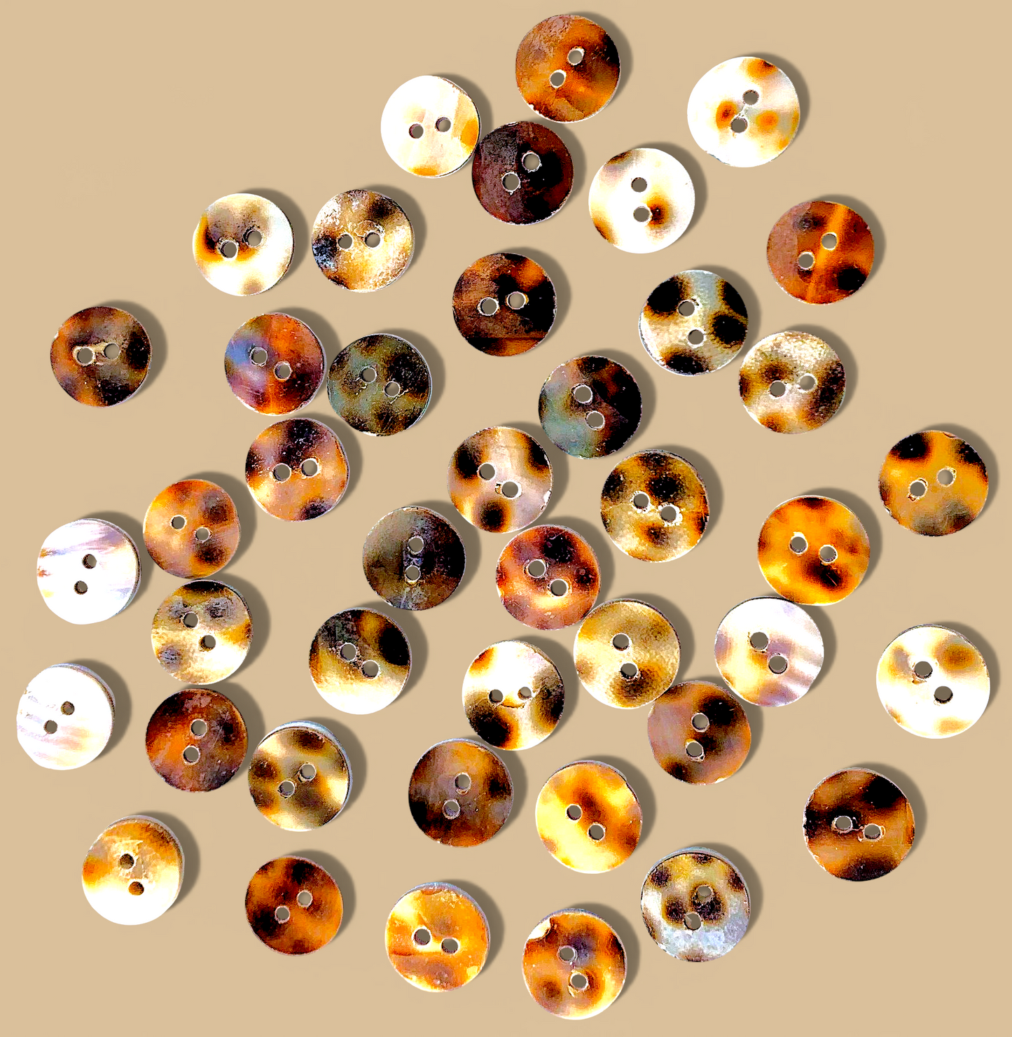 #2046 Tiger Cowrie Seashell Buttons 11mm