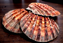 #7004 Brush-polished Brown Lion's Paw (Lyropecten subnodosus) Seashells 5"-6"