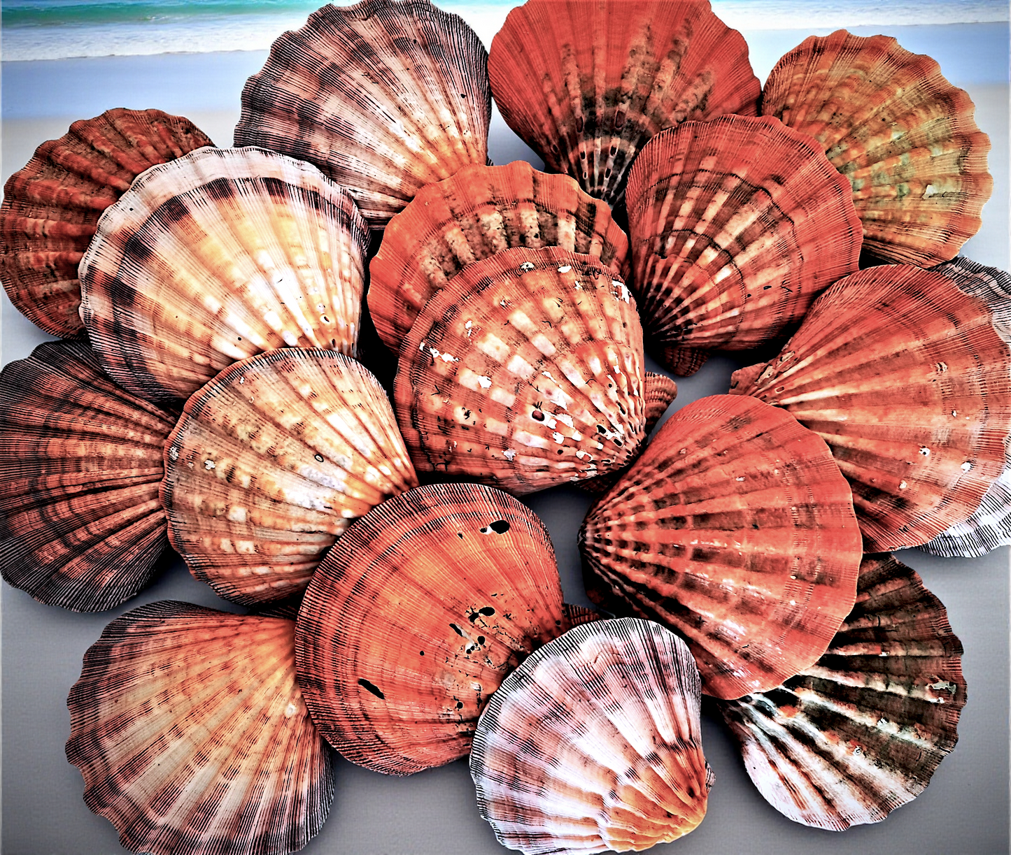 #7005B Special Mix of Orange Lion's Paw (Lyropecten subnodosus) Shells 4"- 6"
