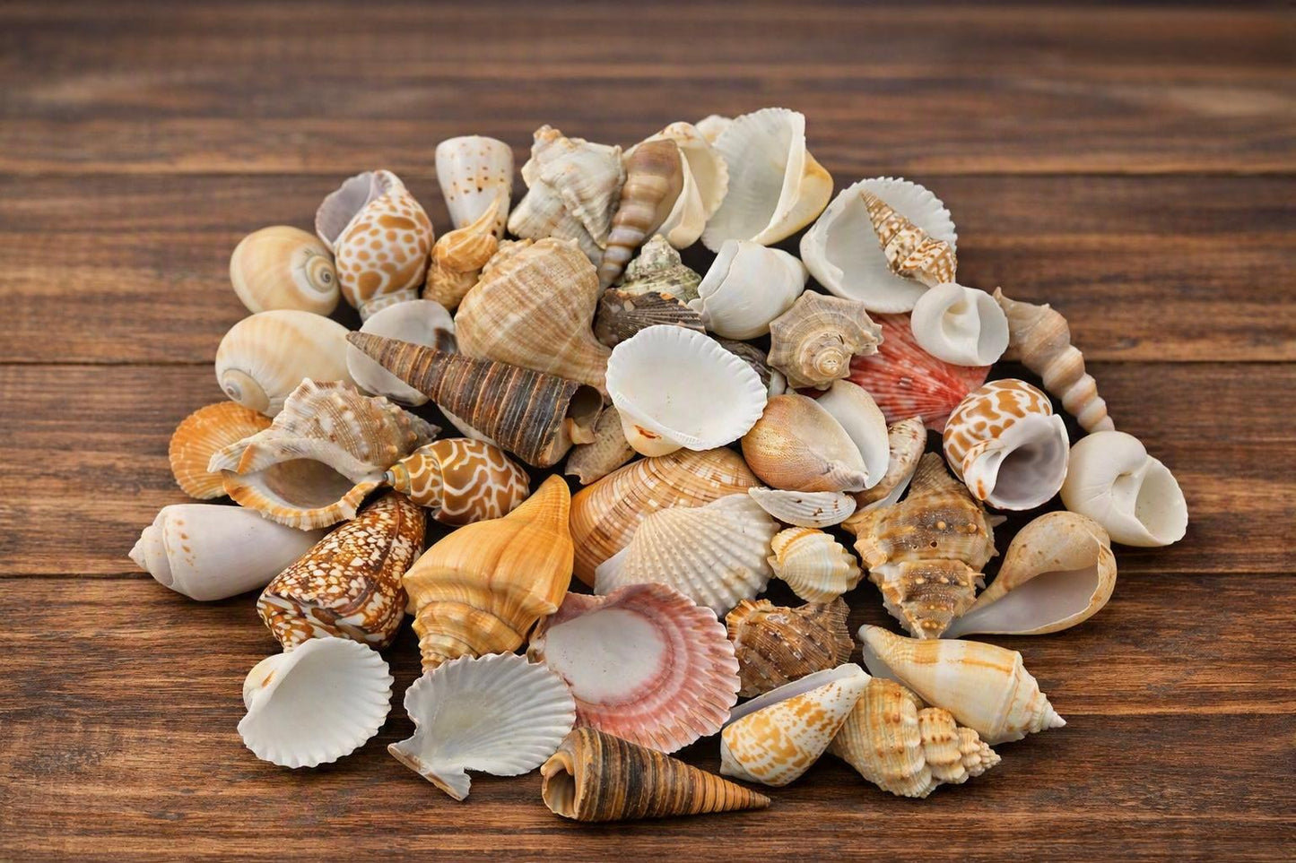 #7042 - Assortment of Seashells (1.5 - 3")