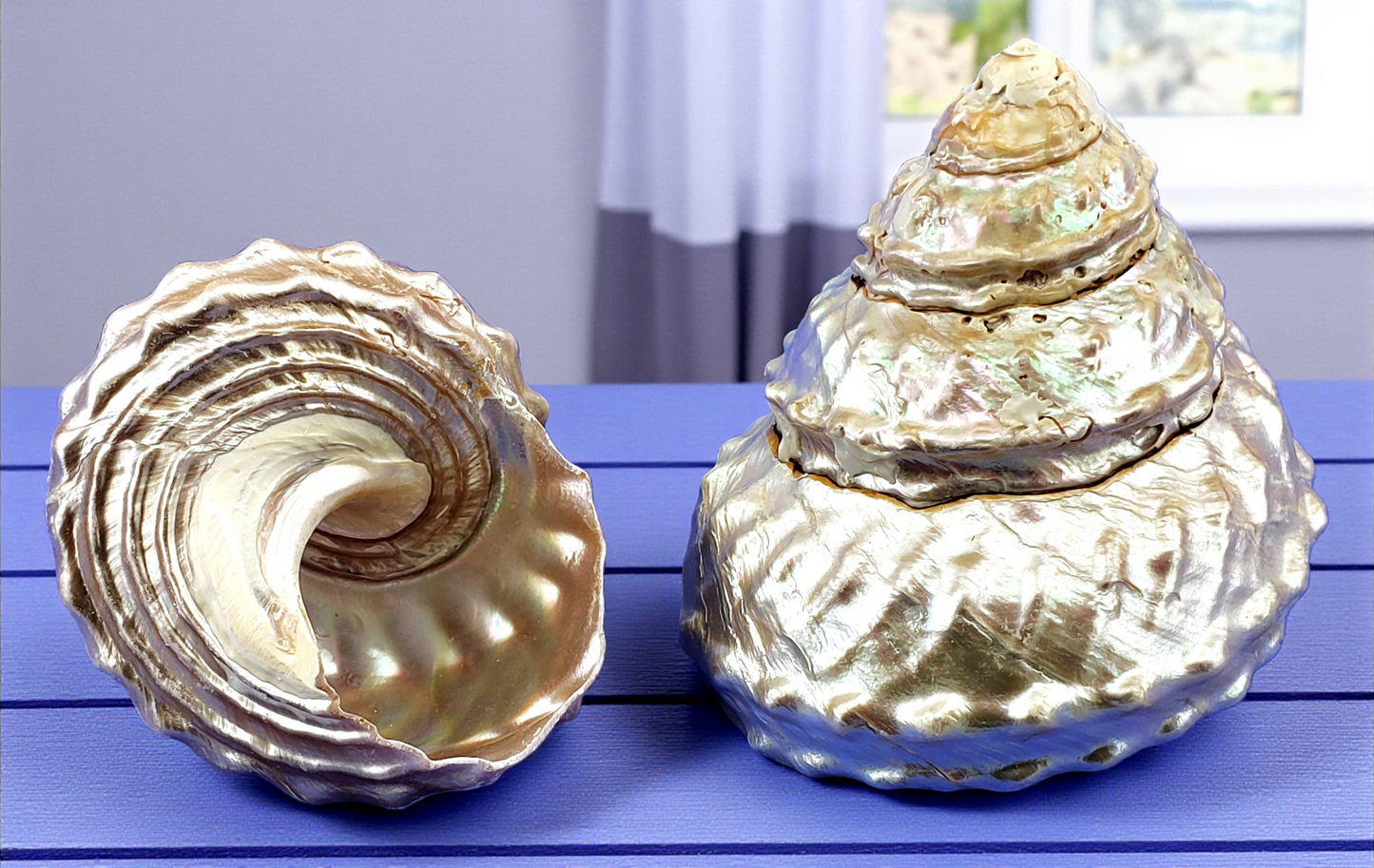 #7045 Pearl-polished Wavy Turban (Turbo Undosa) Seashell 4"- 5"