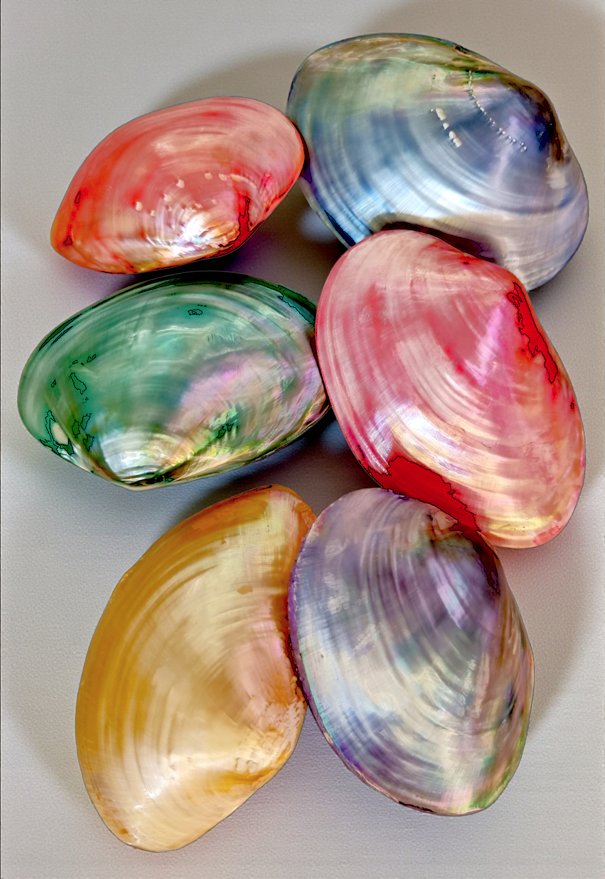 #7047 Polished Pastel-colored Cabibi Shells (4-5") (Paired)