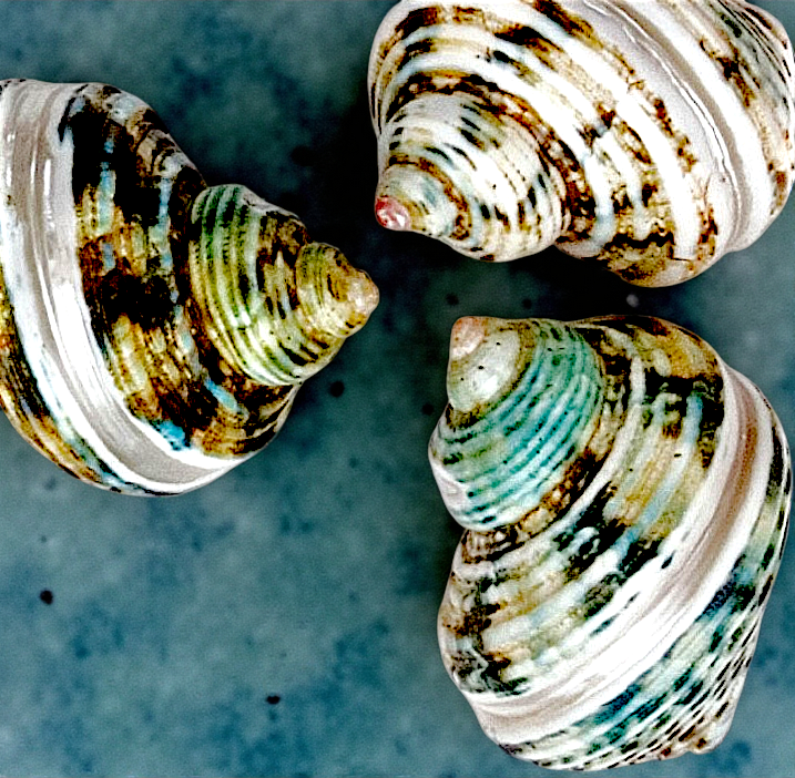 #7059 Polished Banded Silver-mouthed Shells 2 1/2"