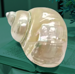 #7063B Pearl-polished Jade Turbo Seashell 4"+