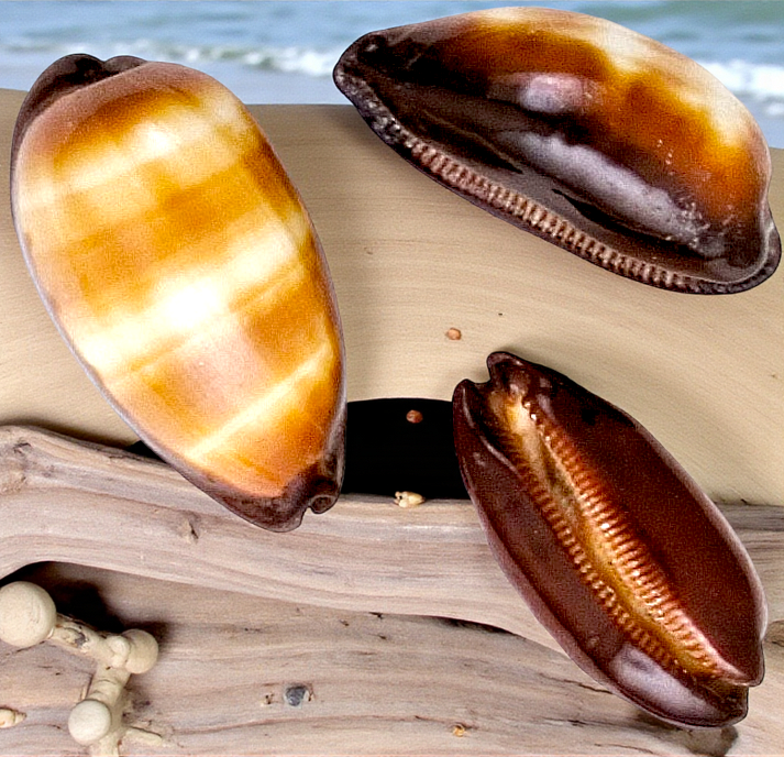 #7103 Polished Cypraea Talpa 2"-3"