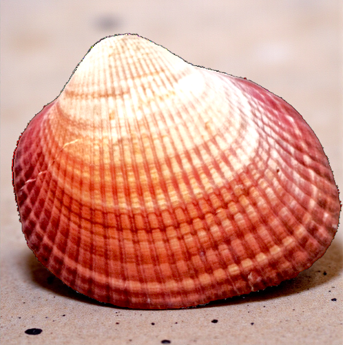 #7106 Polished Cardium Pesodolima Seashell 4"- 5"
