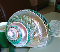 #7131 Banded-polished Jade Turbo Seashell 3 1/2- 4"