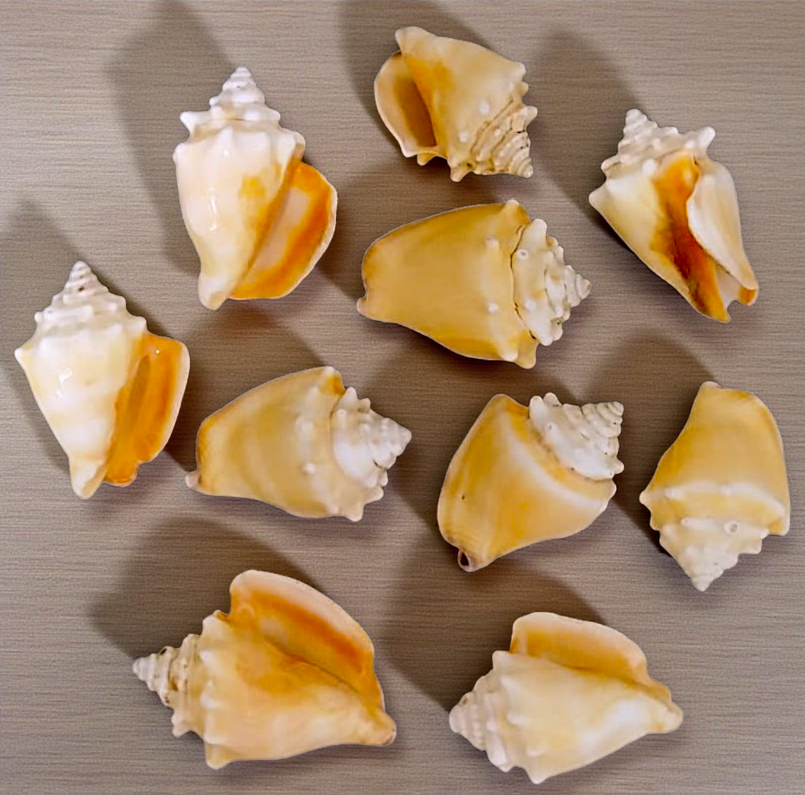 #7157 Polished Fighting Conch (Strombus pugilis) Seashell 2"-3"