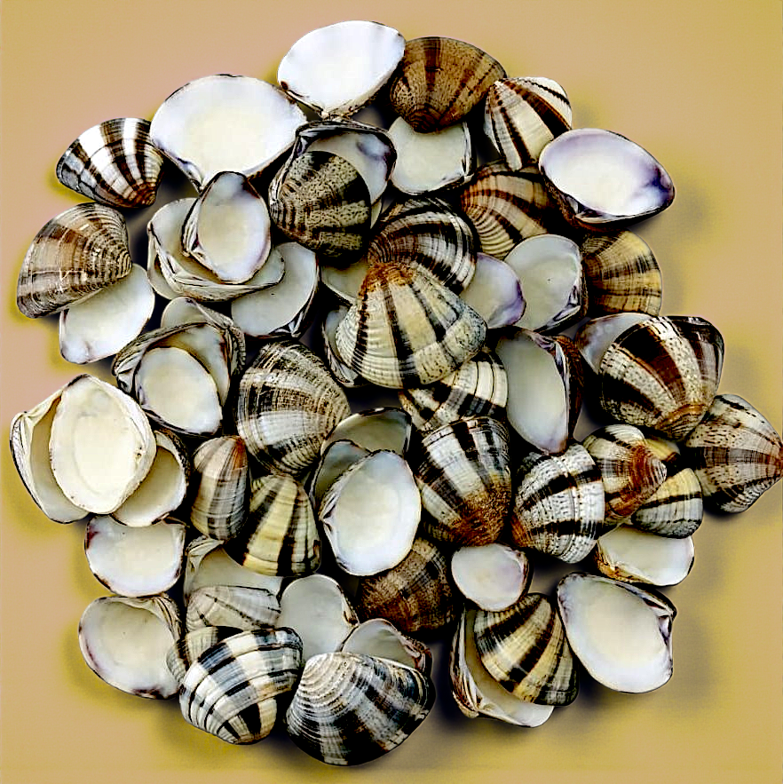 #7172 Polished Zebra Donax Seashells