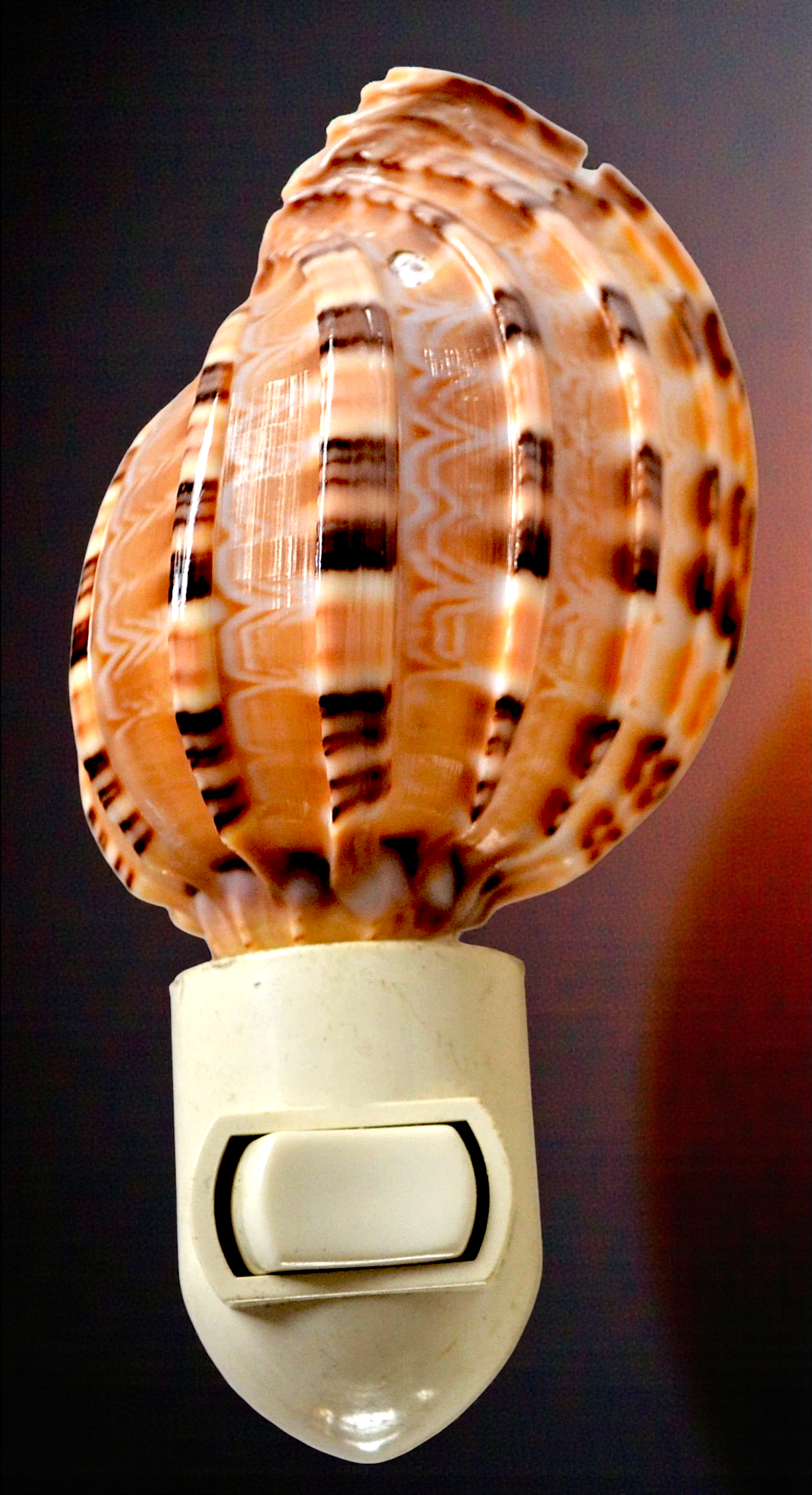 #7189 Harpa shell nightlight 4"- 5