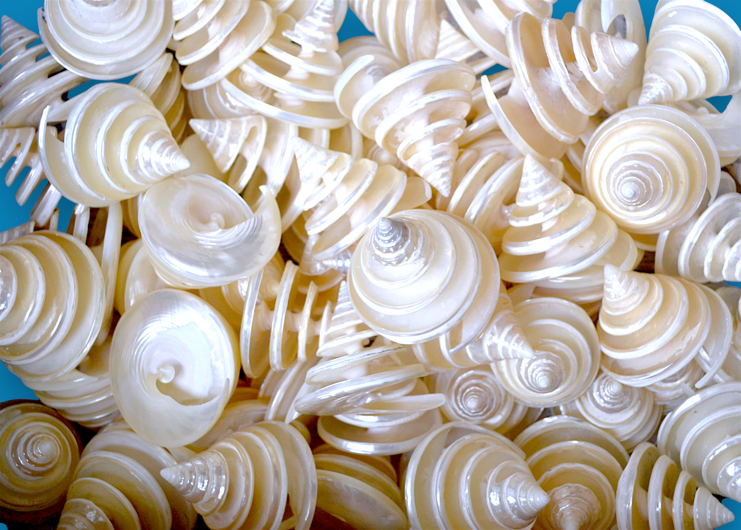#7216 Spiral-cut Trocha Shells 2"- 3"