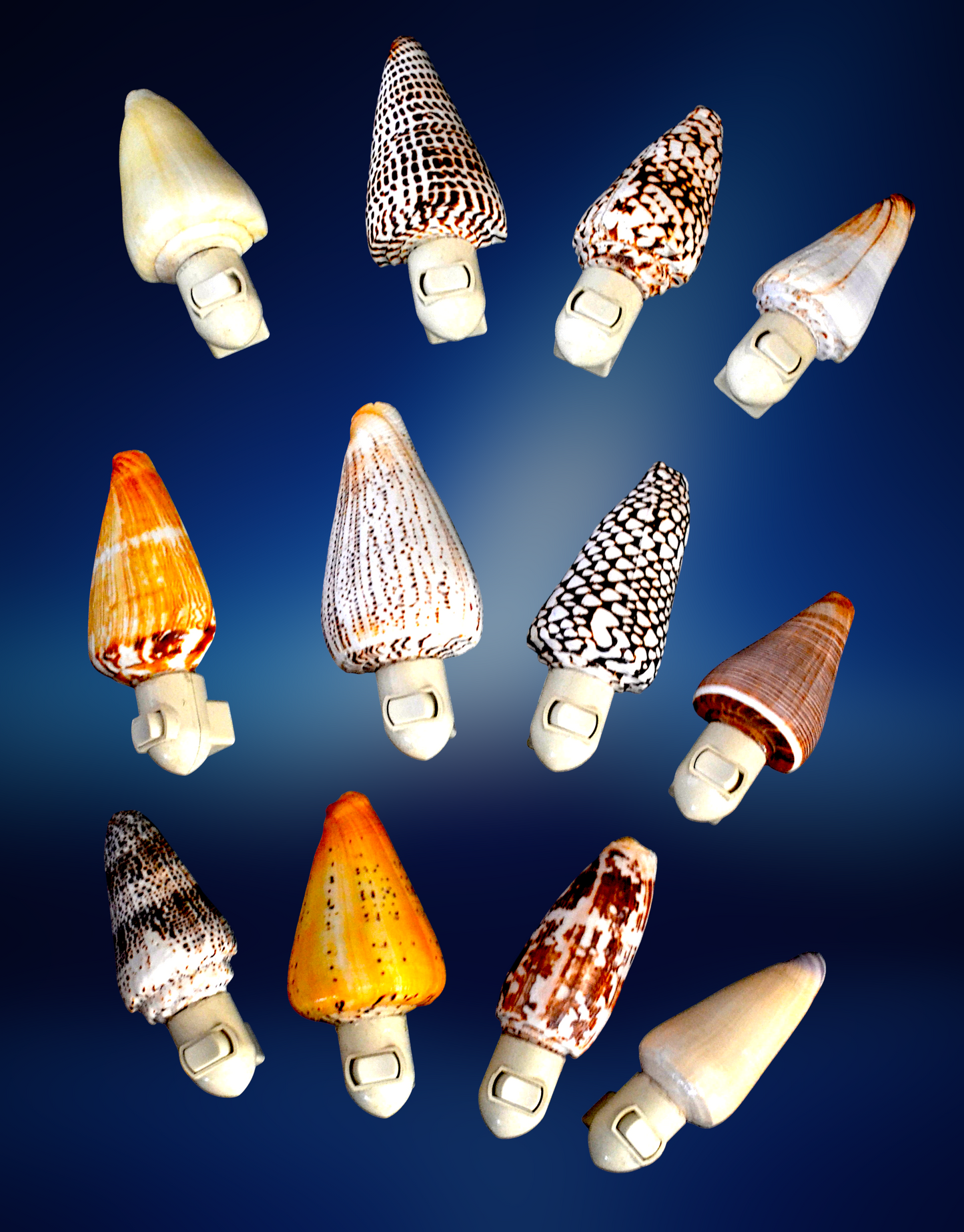 #7233 Assorted Cone shells nightlight 4"- 5"