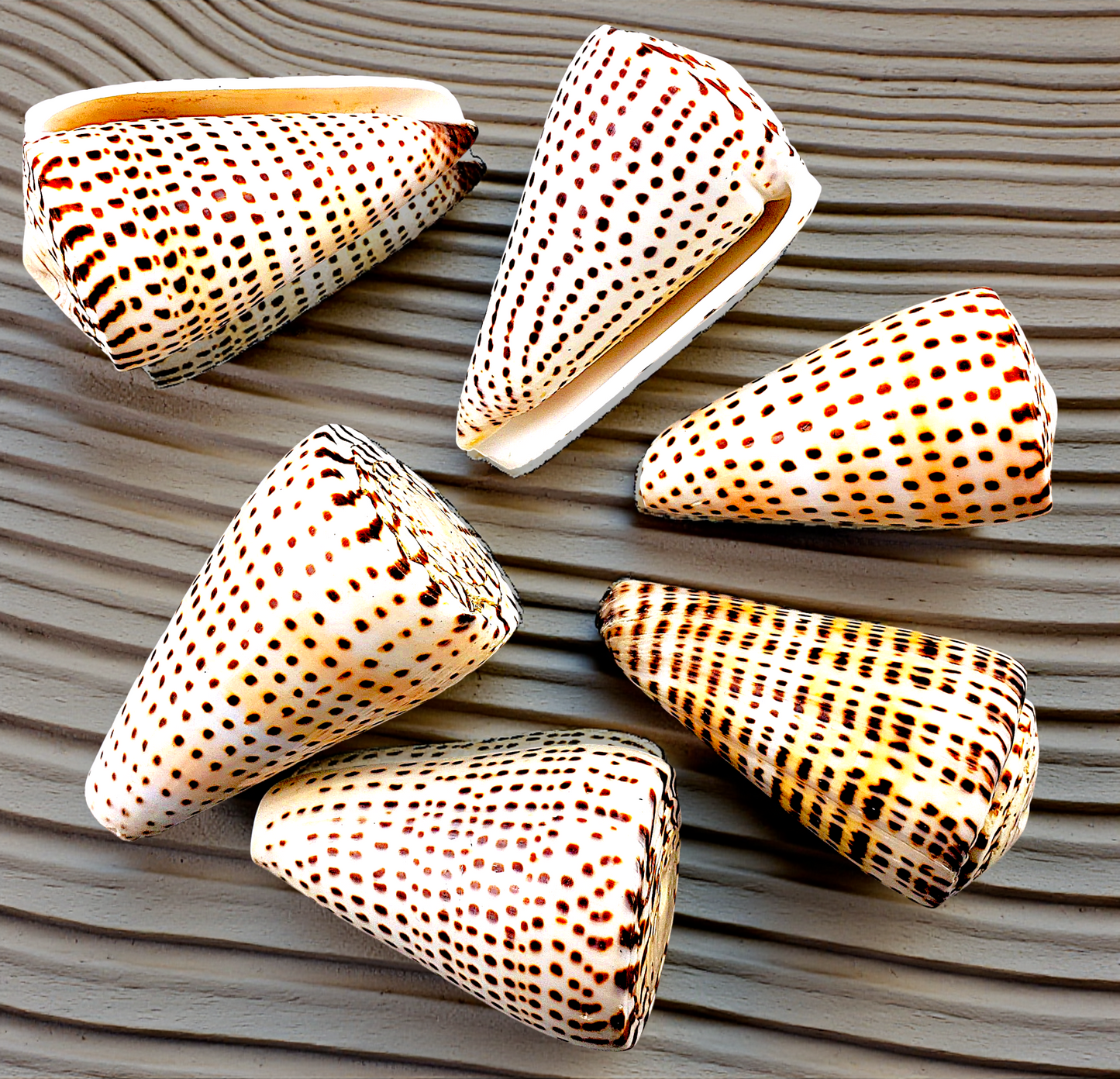 #7245 Polished Conus Litteratus Seashell 2"- 3"