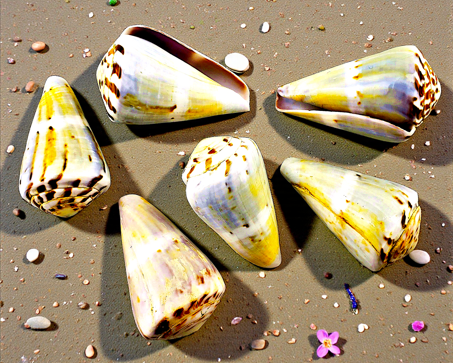 #7247 Polished Conus Flavidus 2"-3"