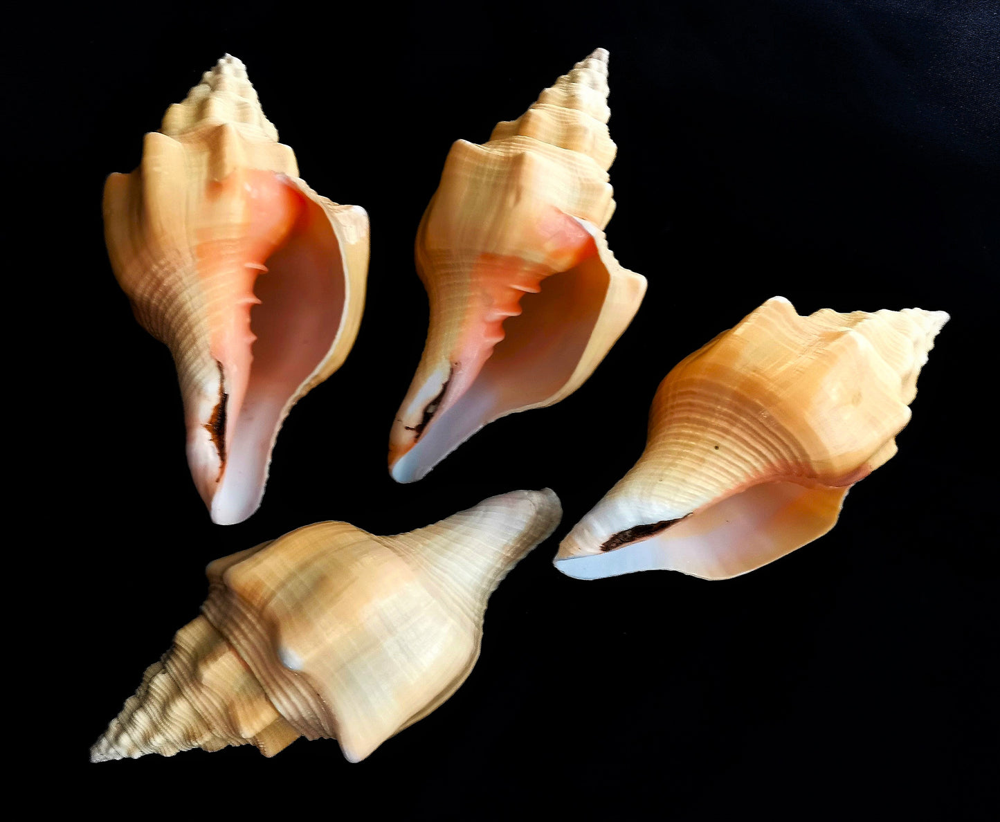 #7312 Polished Shankha Shells 5"-6"