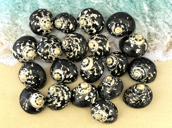 #7329 Polished Megpie (Pica cittarium) 1.5"-2"