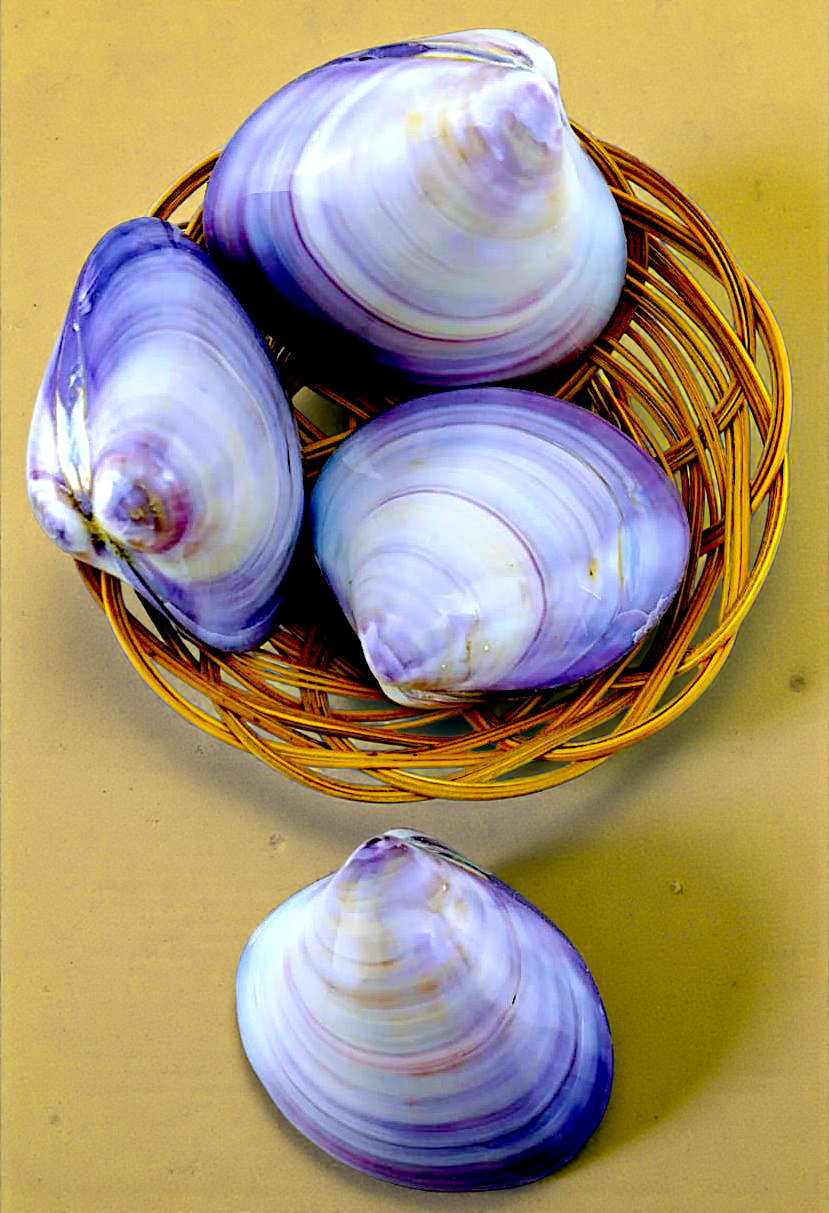 #7337 Polished Purple Varnish Clam (Nuittallia obscurata) paired