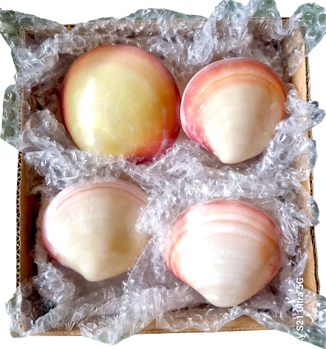 #7338 Polished Pink Clam (Codakia Tigerina) Seashell paired