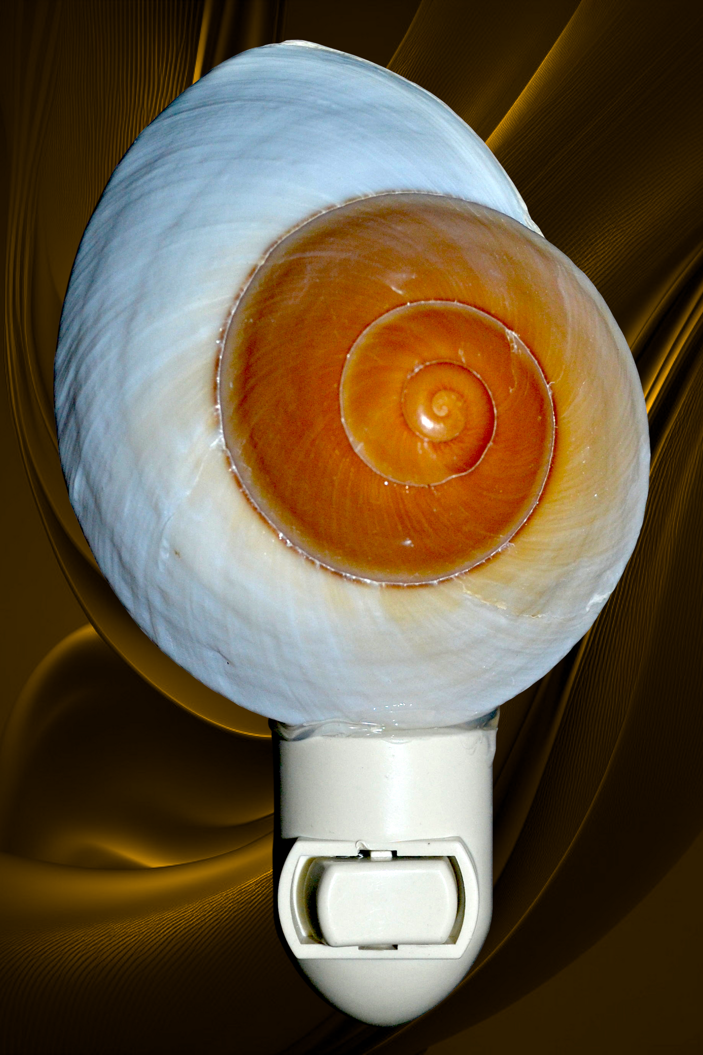 #7345 Polished Muffin Seashell (Ryssota ovum) Nightlight 4"- 5"