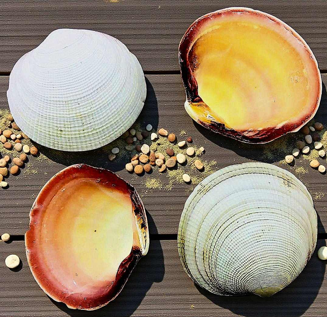 #7347A Pink Clam 3 -3.5" (Codakia Tigerina)