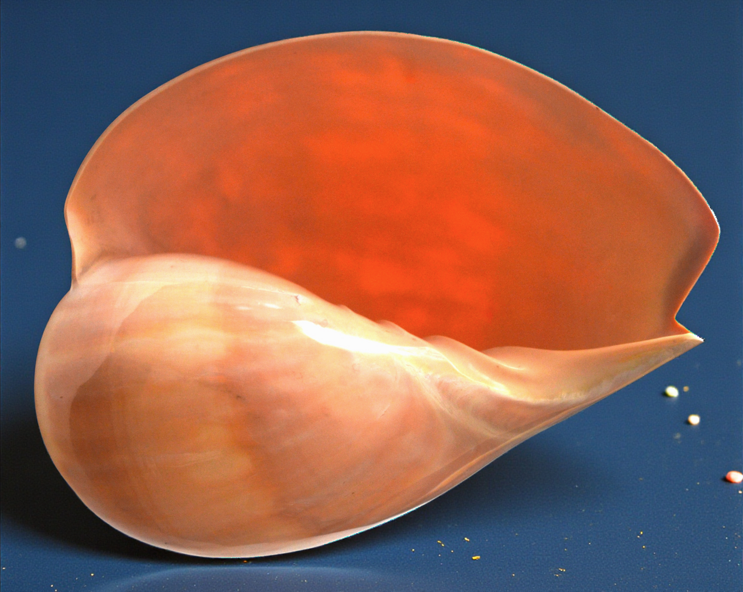 #7363 Polished Melo Seashell 8"+