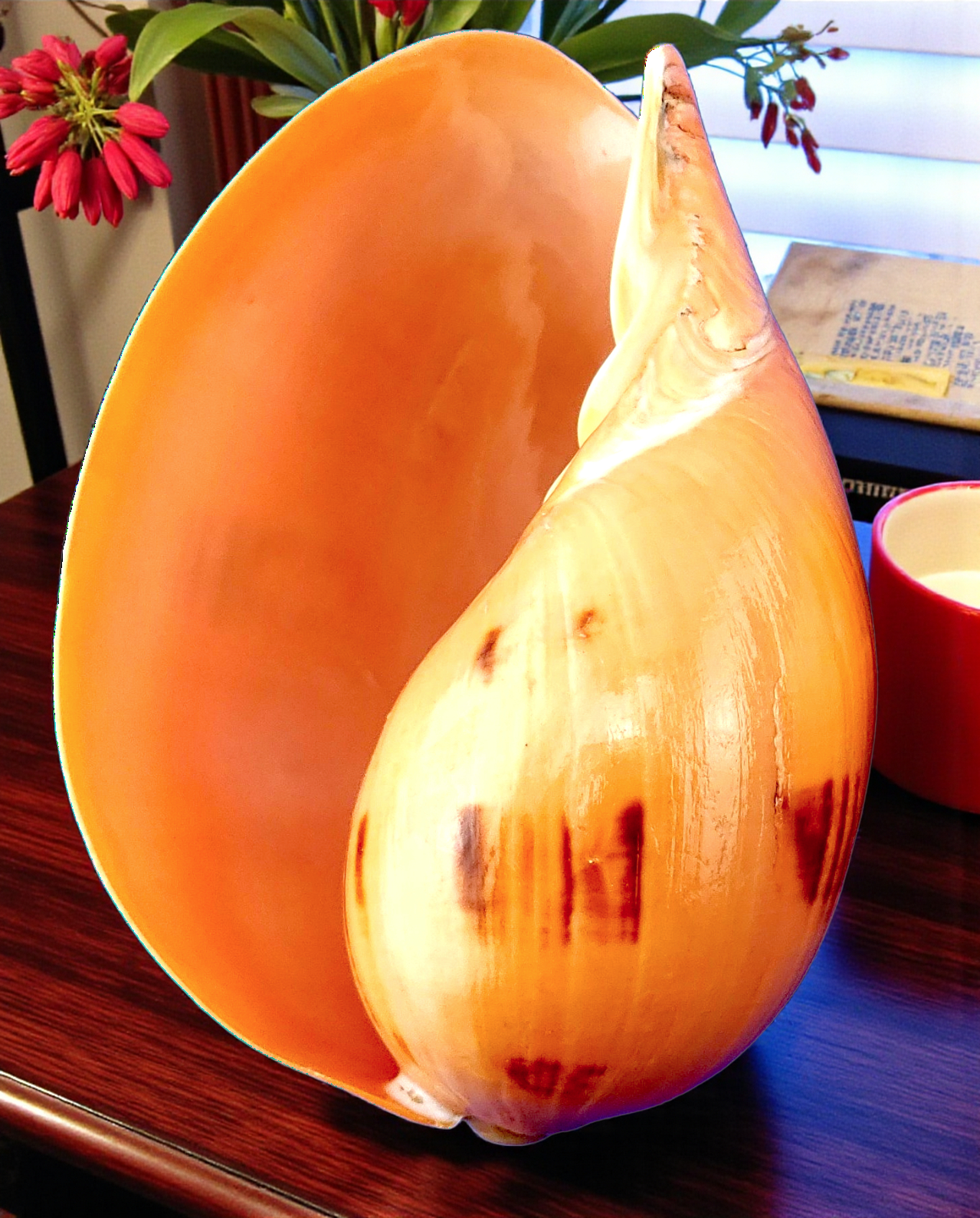 #7407 Polished Melo Seashell 6"-7"