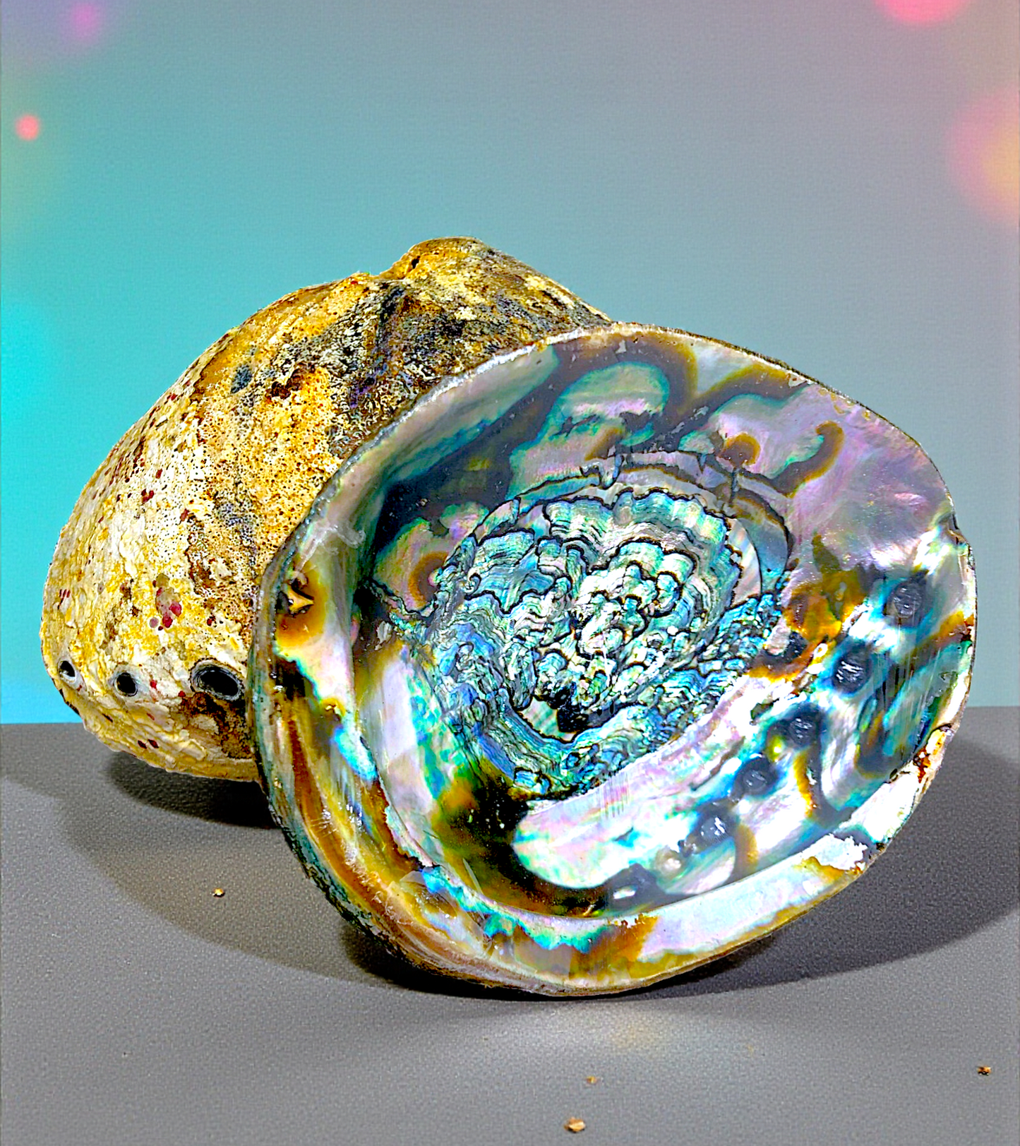 #7427 Polished Green Abalone (Haliotis fulgens) Seashell 5"-6"