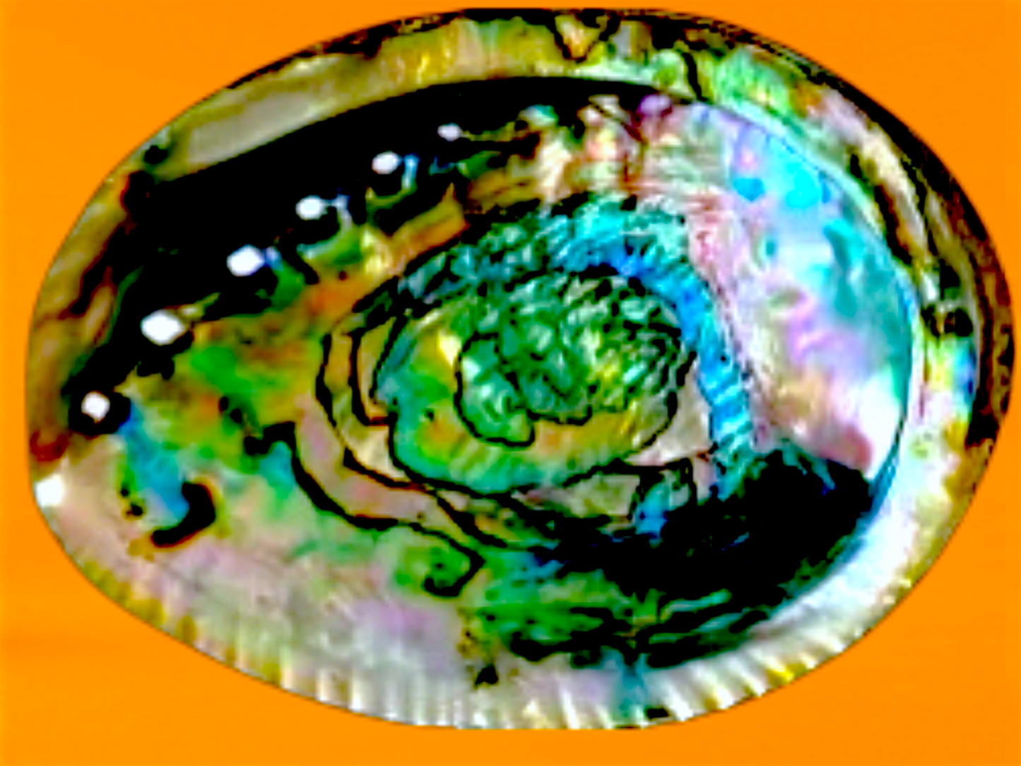 #7429B Green Abalone (Haliotis fulgens) Seashell 7"+