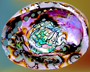 #7429 Polished Green Abalone (Haliotis fulgens) Seashell 6"+