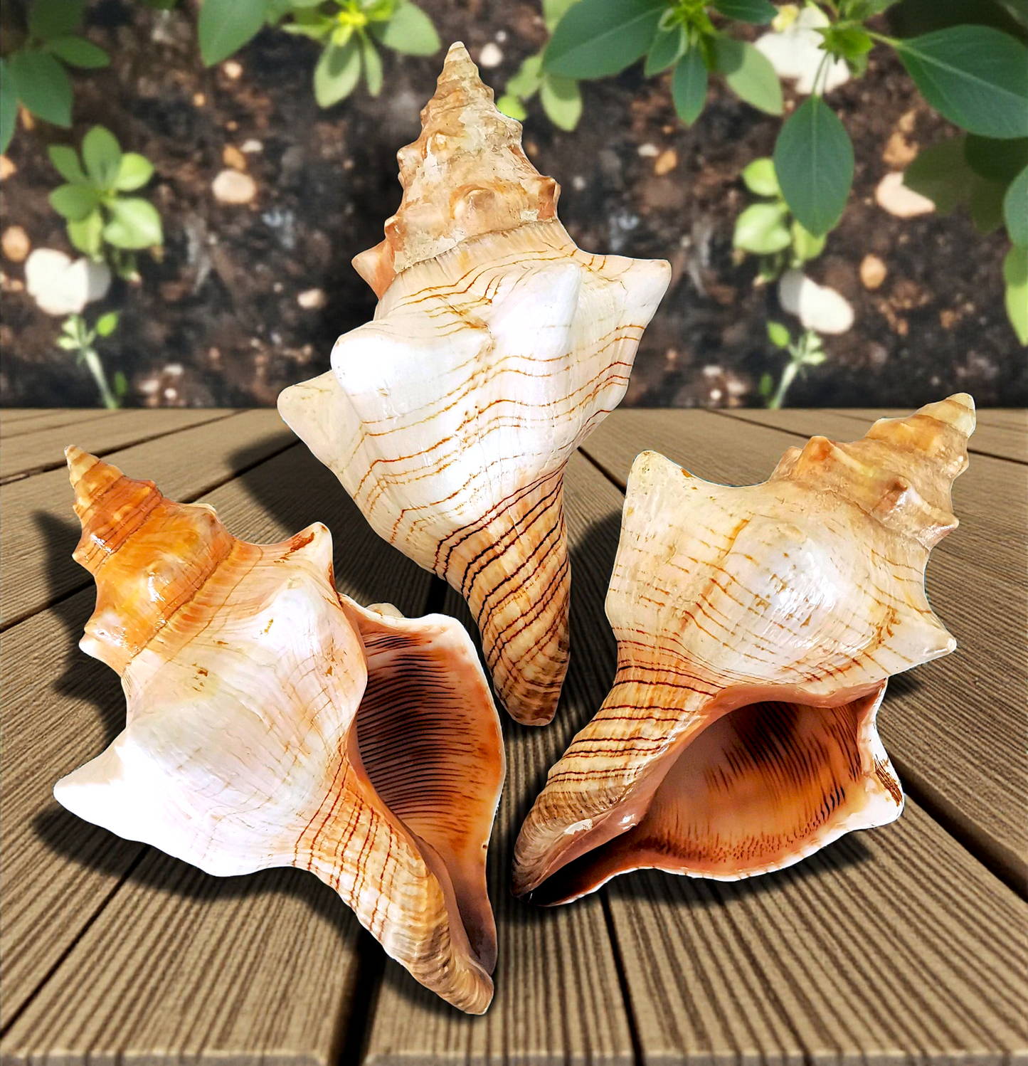 #7436 Polished Fox Shell (Fasciolaria Trapezium) 6"-7"