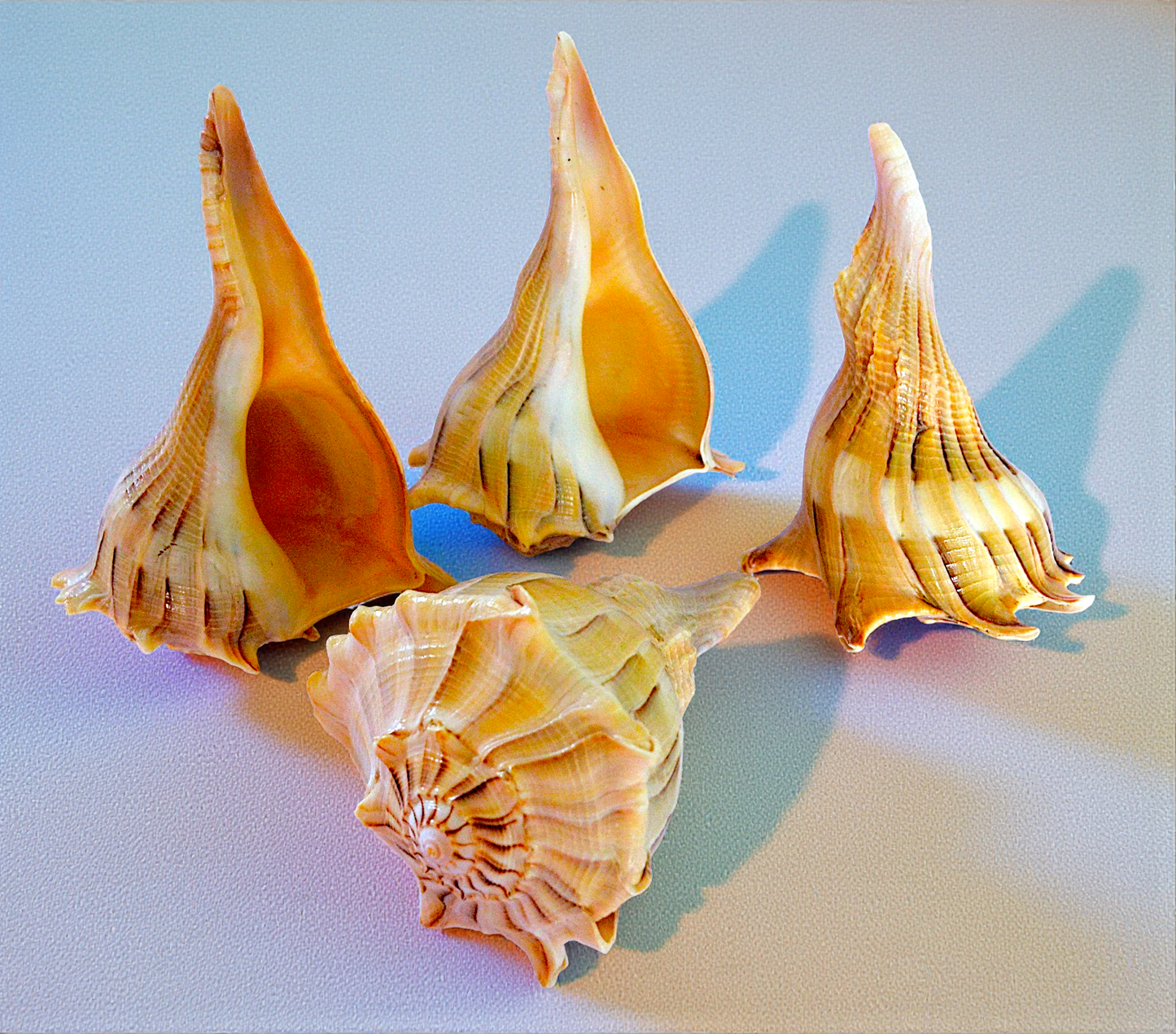 #7439TL Polished Lightning Seashell Whelks Tiger-light hue 3"- 4"
