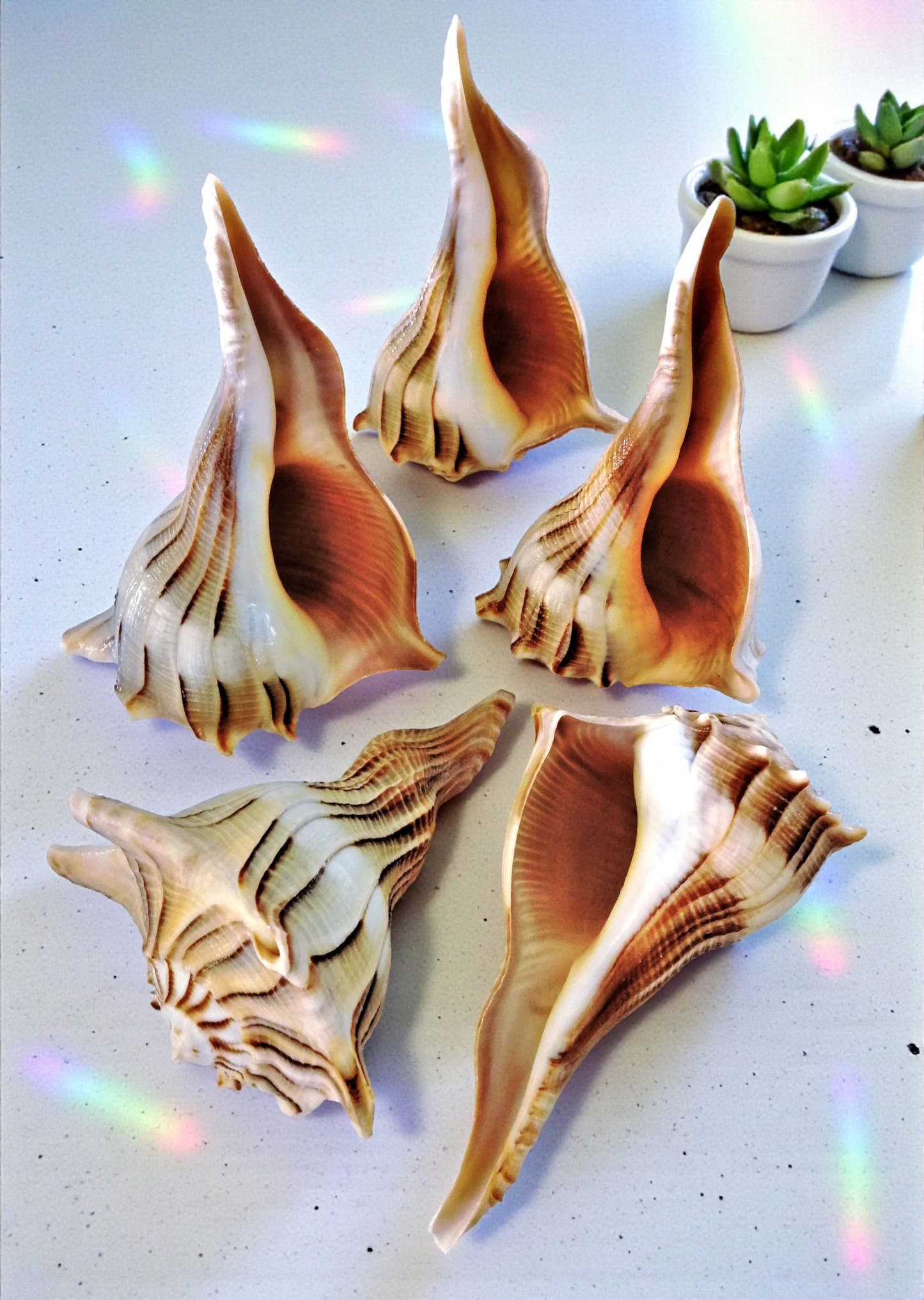#7441T Polished Left-handed Whelks Tiger texture 5"- 6"