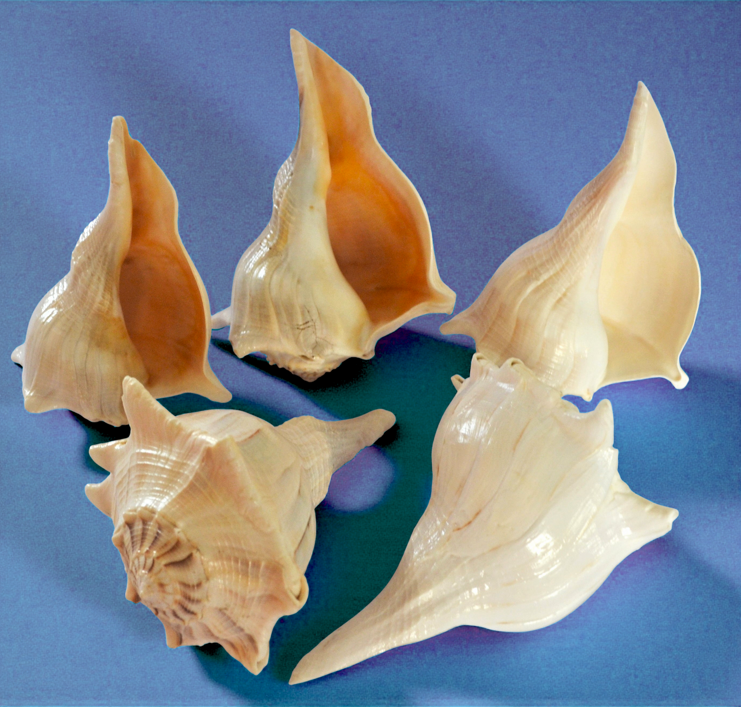#7442N Polished Lightning Whelks Natural Hue 6"- 7"