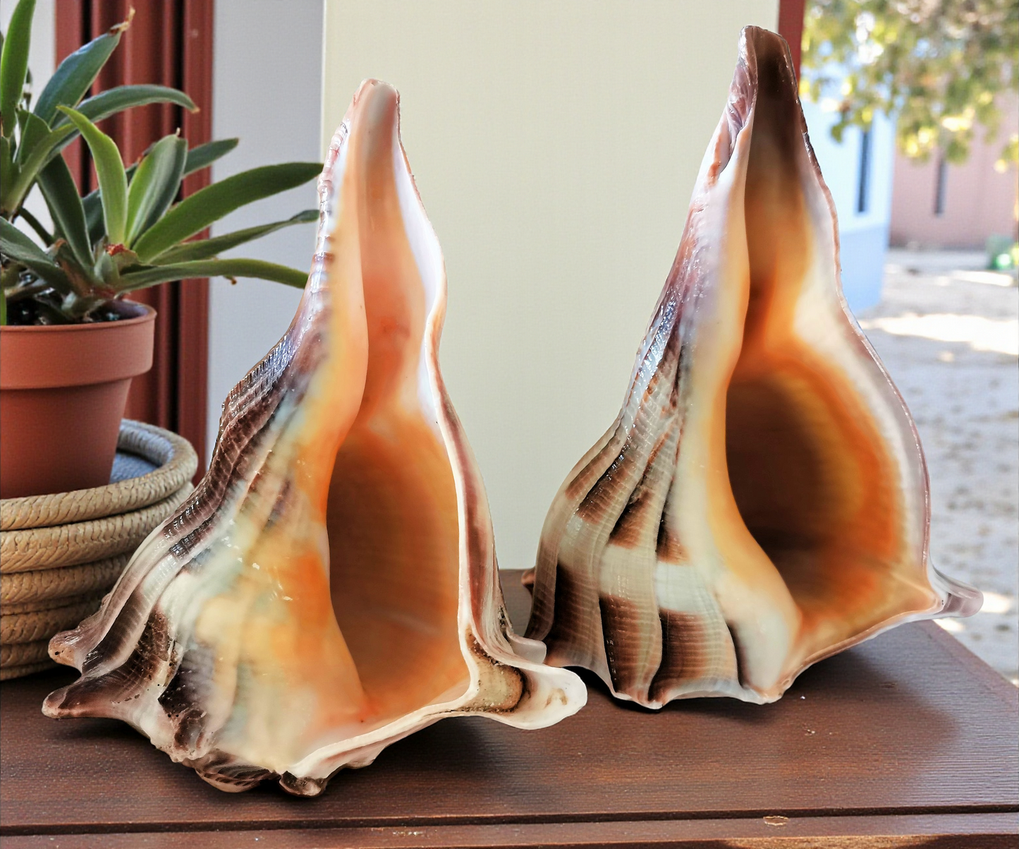 #7442T Polished Lightning Whelks Tiger Streaks 6"- 7"