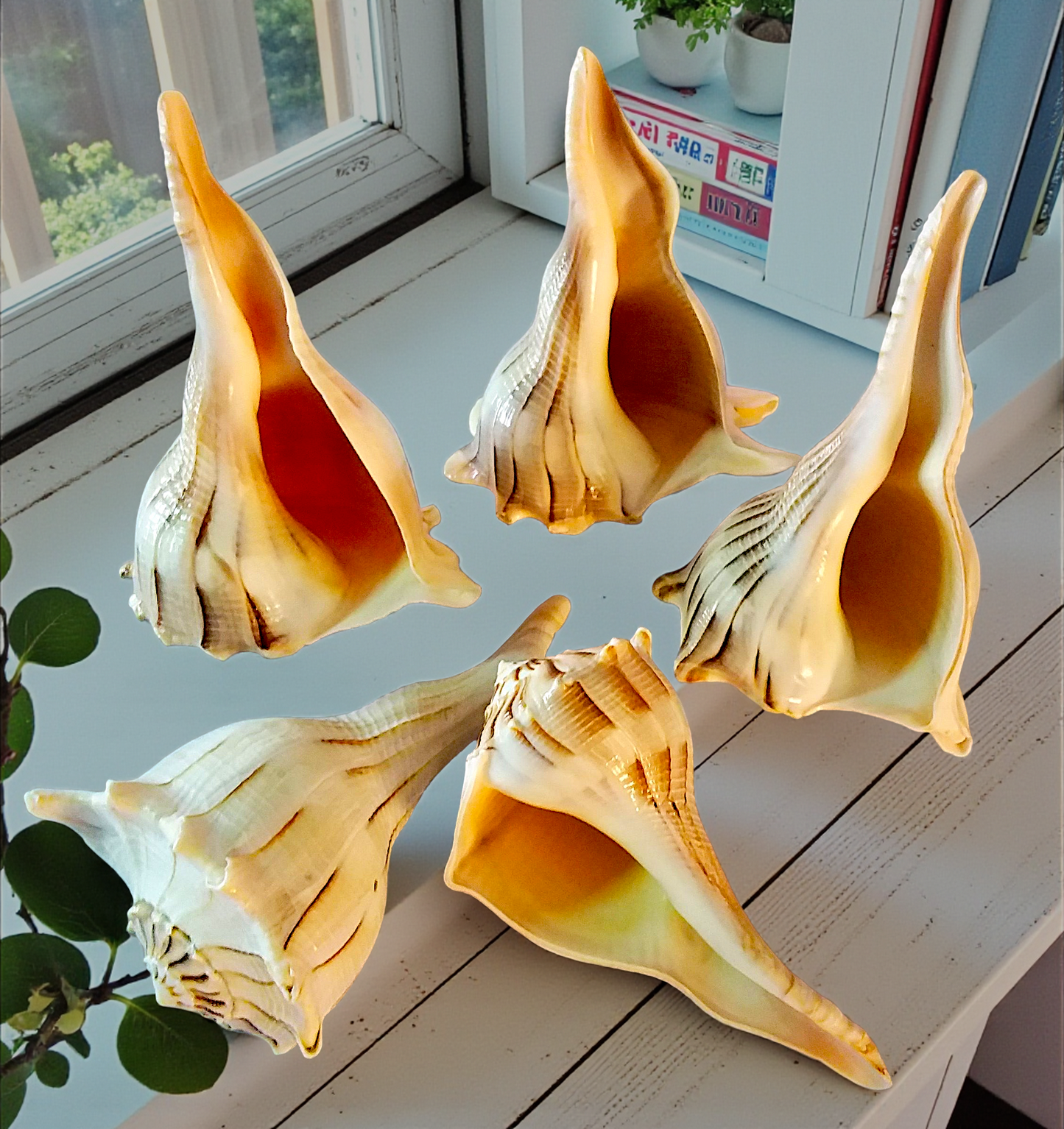 #7443TL Polished Lightning Whelks Tiger-light Hue 7"- 8"