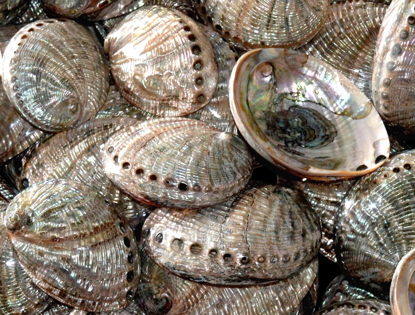 #7451 Polished Green Abalone Shell (Haliotis fulgens) (5-6")