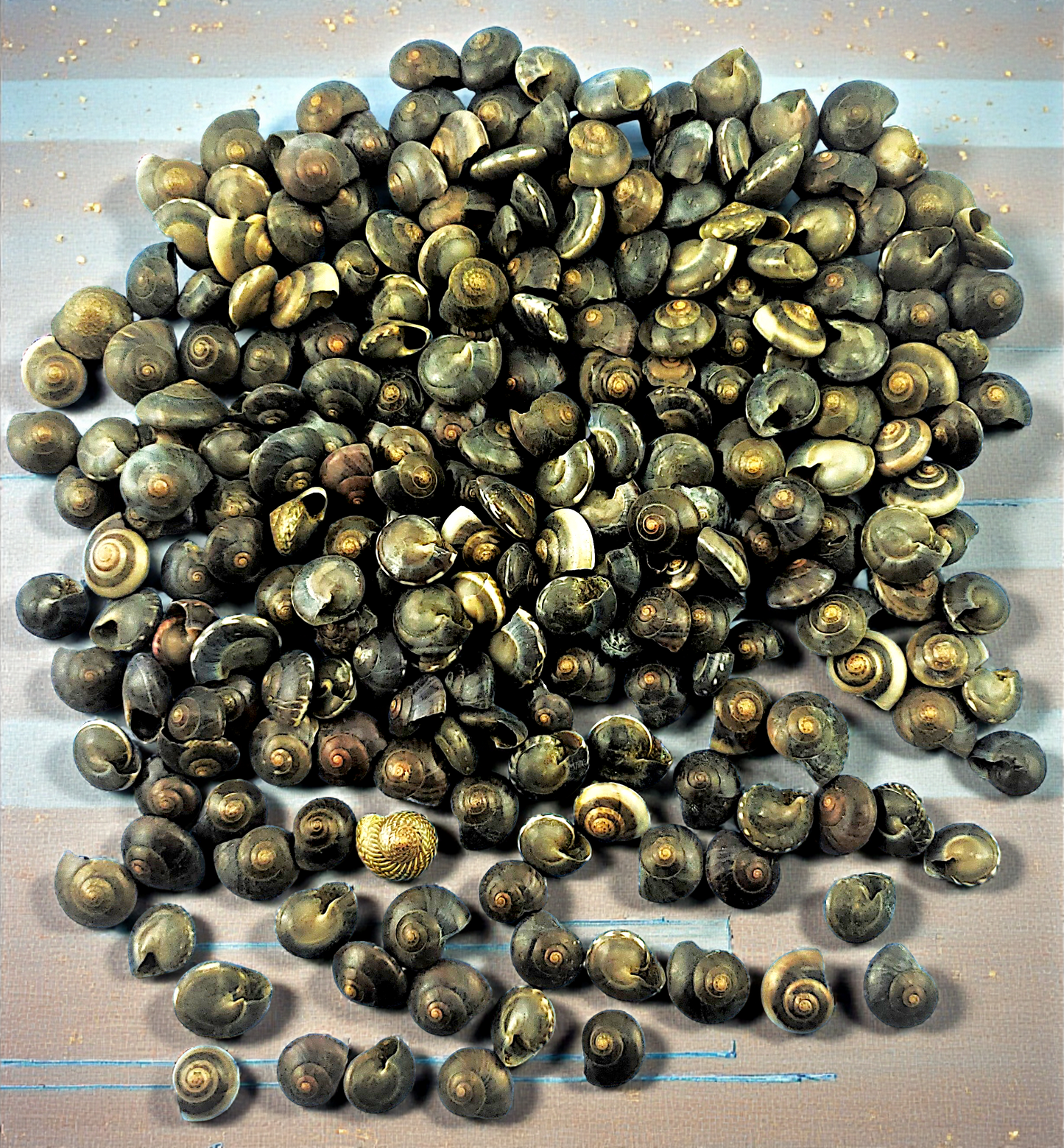 7522 Black Umbonium (1/3 - 1/2")