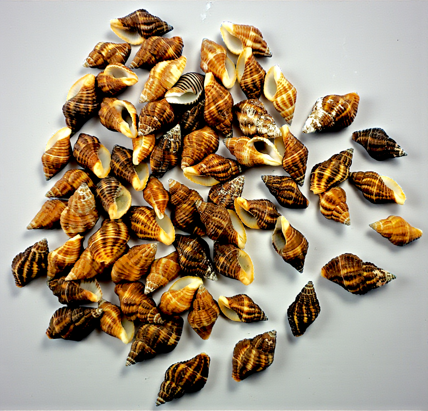 #7533 Atlantic Oyster Drill (Thais Blanfordi) (1/2 - 3/4")