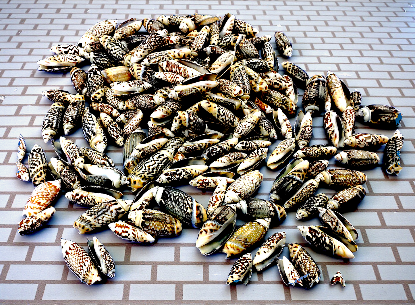 #7543 Olive Shells (3/8 - 1 1/2")