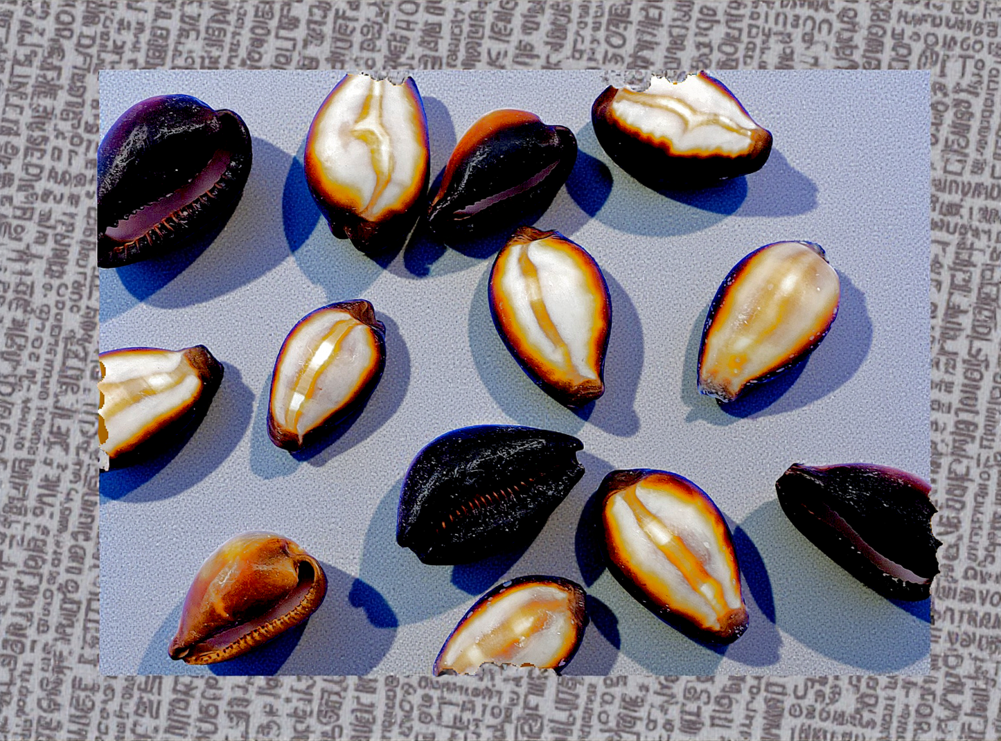 #7570 Black Onyx Seashell (Purple Top)