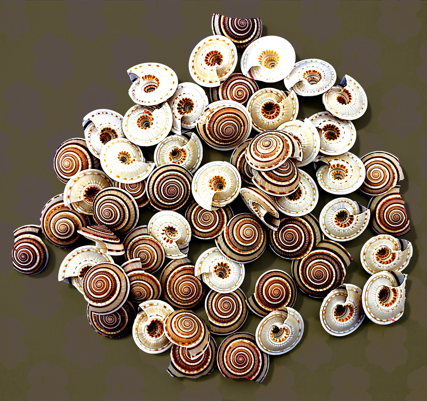 #7578 Sundial Seashells 3/4"- 1"