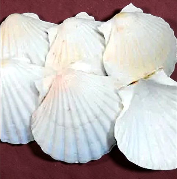 #7594 Deep Scallop polished 5"-6"