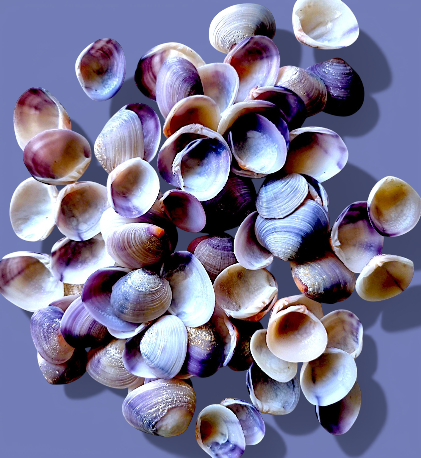 #7595 Purple Varnish Clam Skinned 1"- 1 1/2"