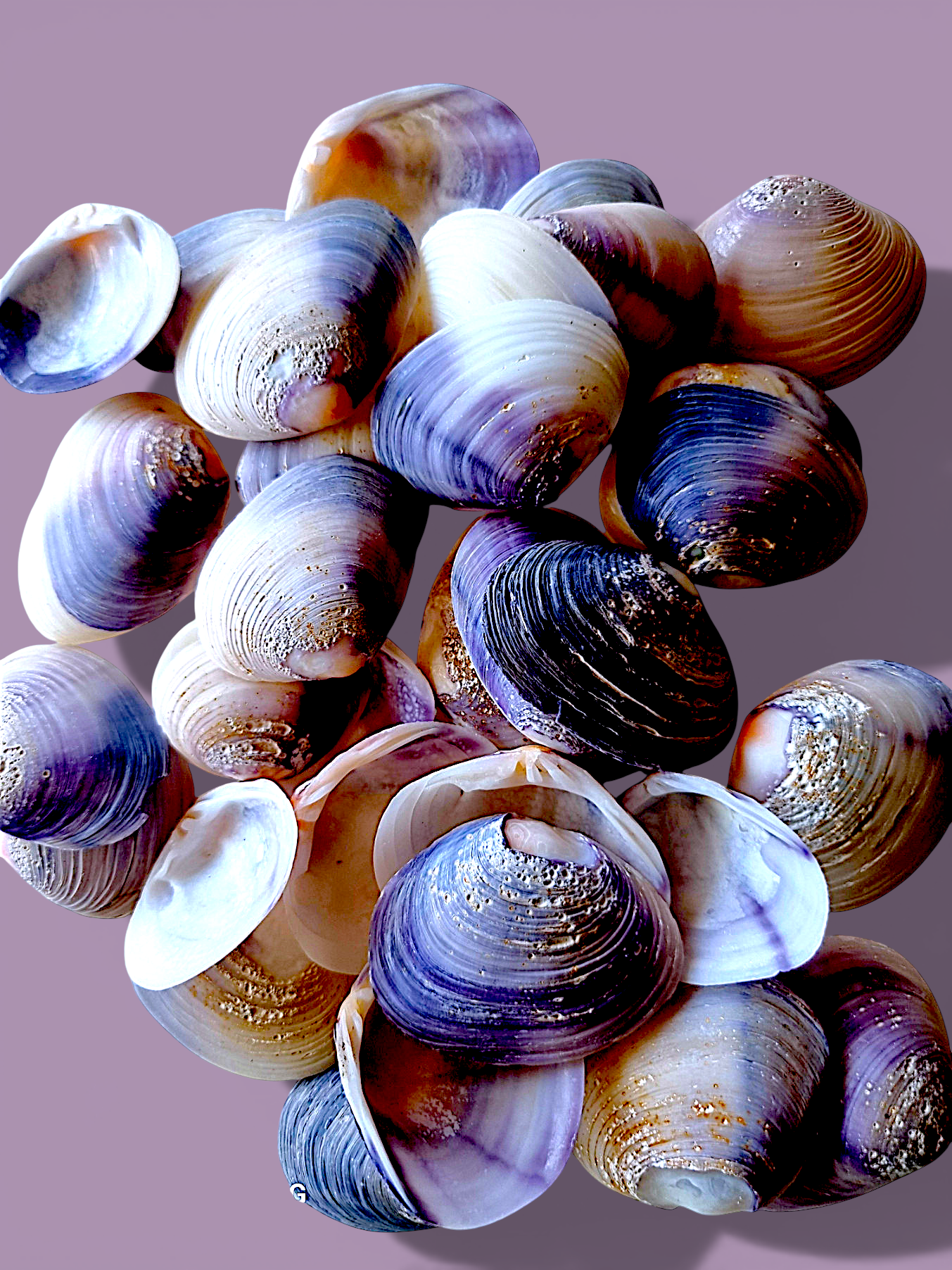 #7597 Purple Varnish Clam Skinned 2"- 2 1/2"