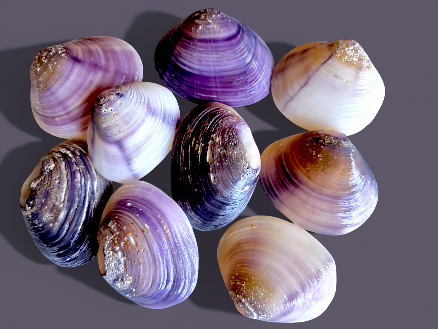 #7598 Purple Varnish Clam Skinned 2 1/2"- 3"