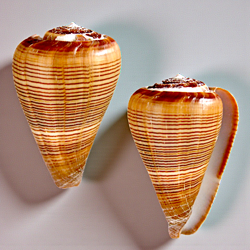 #7645 Conus Figulinus (Fig Cone) polished 2"