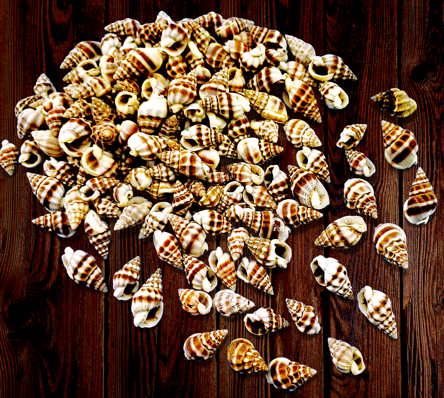#7651 Tarazeuxis Reeveanus 1"-1 1/2"