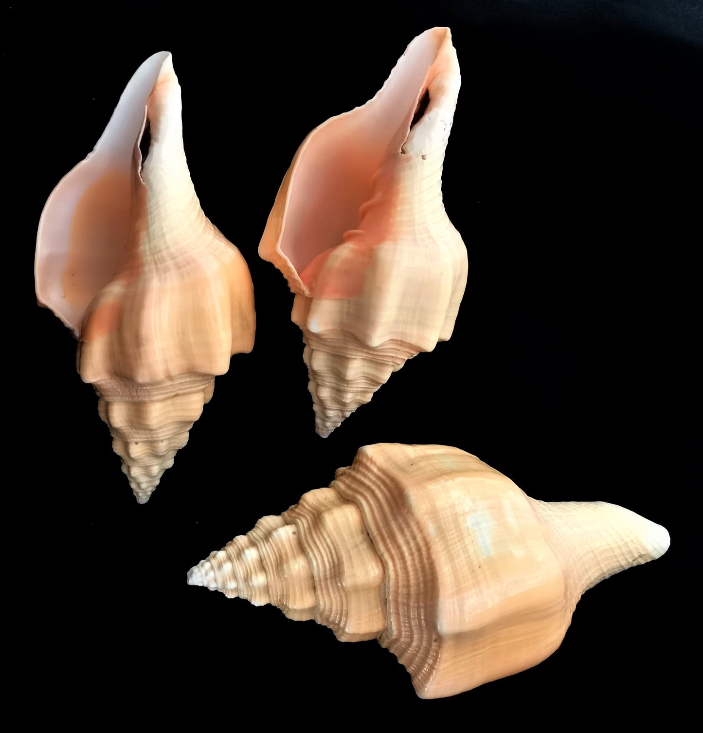 #7724S Polished Shankha Seashell 6"-7"